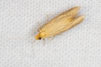Nematopogon