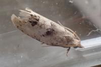 Epinotia bilunana