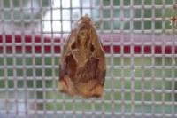 Archips crataegana
