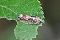 Zeiraphera isertana