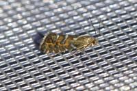 Glyphipterix bergstraesserella