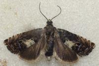 Pammene fasciana