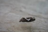 Epiblema foenella