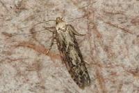 Blastobasis adustella