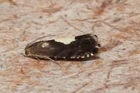 Pammene regiana