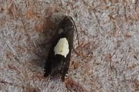 Pammene regiana