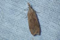Dichomeris derasella