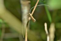 Nematopogon