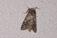 Cossus cossus