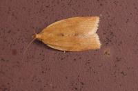 Clepsis consimilana