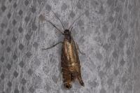 Glyphipterix thrasonella