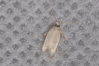 Opostega salaciella