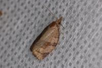 Pandemis dumetana