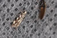 Parachronistis albiceps