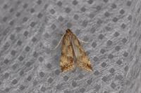 Brachmia blandella
