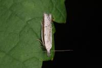 Pleurota bicostella