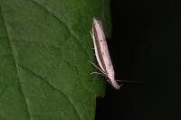 Pleurota bicostella