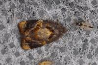 Ditula angustiorana