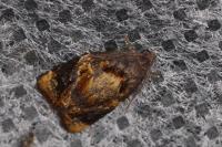 Ditula angustiorana
