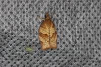 Pandemis heparana