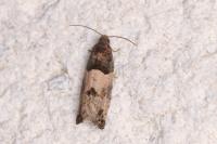 Gypsonoma aceriana