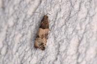Gypsonoma aceriana