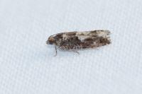 Epinotia immundana