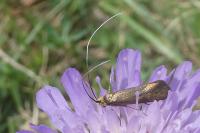 Nemophora metallica