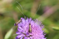 Nemophora metallica