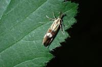 Alabonia geoffrella