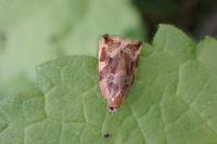 Archips xylosteana