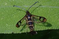 Synanthedon conopiformis