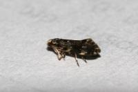 Dryadaula heindeli