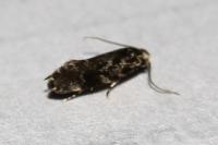 Dryadaula heindeli