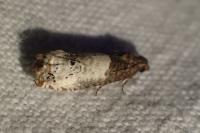 Notocelia roborana