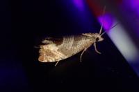 Notocelia uddmanniana
