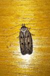 Hofmannophila pseudospretella