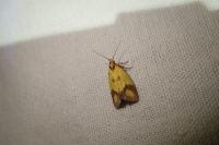 Agapeta zoegana