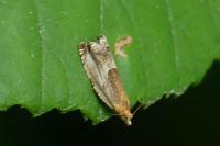 Ancylis obtusana