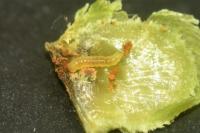 Etainia louisella