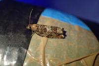 Ancylis achatana