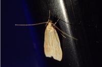 Helcystogramma rufescens