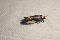 Monopis monachella