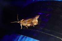 Archips xylosteana