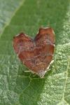 Choreutis nemorana