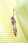 Pyropteron chrysidiforme