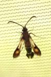Pyropteron chrysidiforme