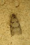 Cnephasia