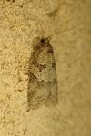 Cnephasia