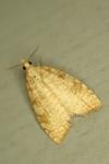 Aleimma loeflingiana